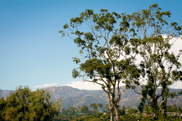 santa-barbara-zoo-wedding-1018