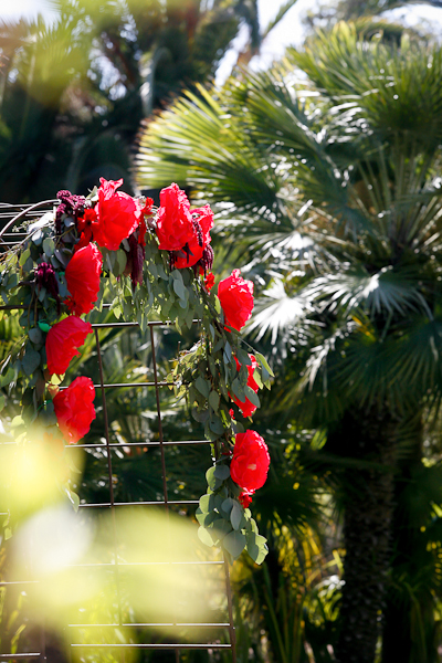 santa-barbara-zoo-wedding-1021