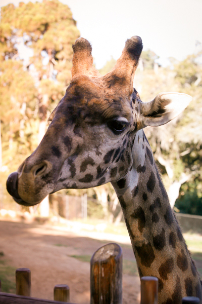 santa-barbara-zoo-wedding-1042